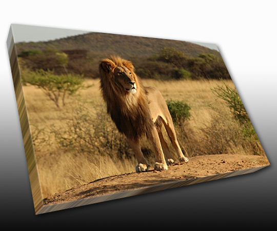 Wildlife Photos On Canvas Prints, USA Art Print Art Posters Canvas Art ...