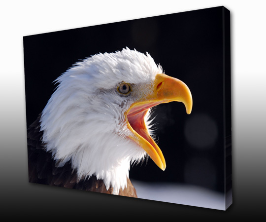 Wildlife Photos On Canvas Prints, USA Art Print Art Posters Canvas Art ...